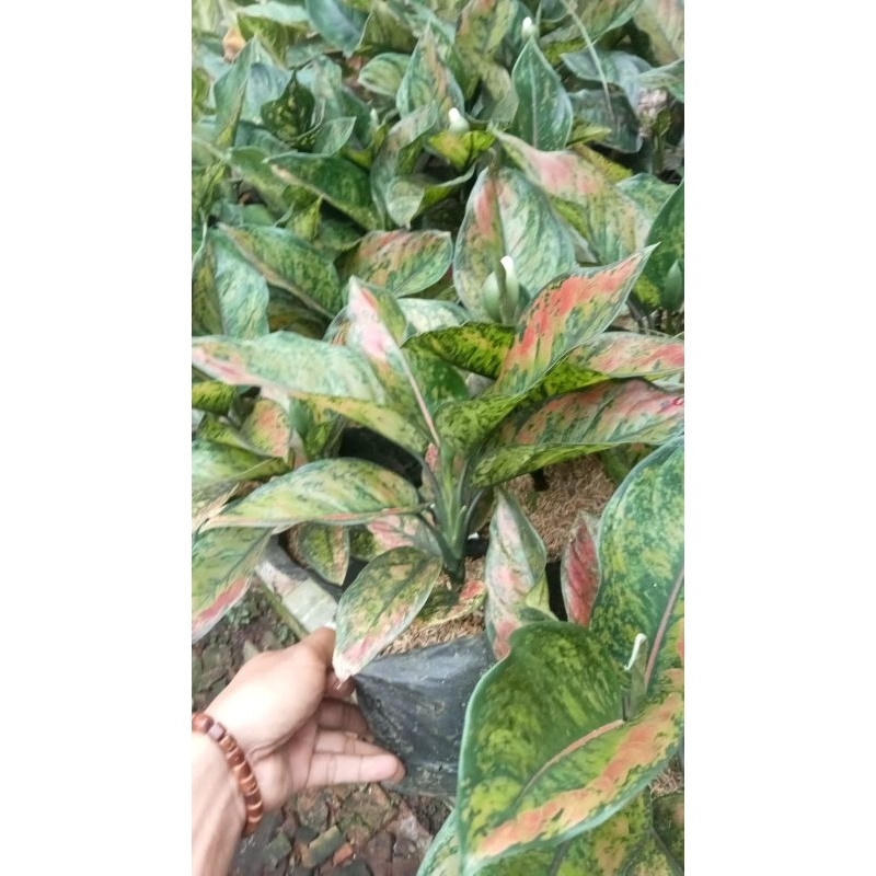 Aglonema Heng heng paket isi 5 batang murah