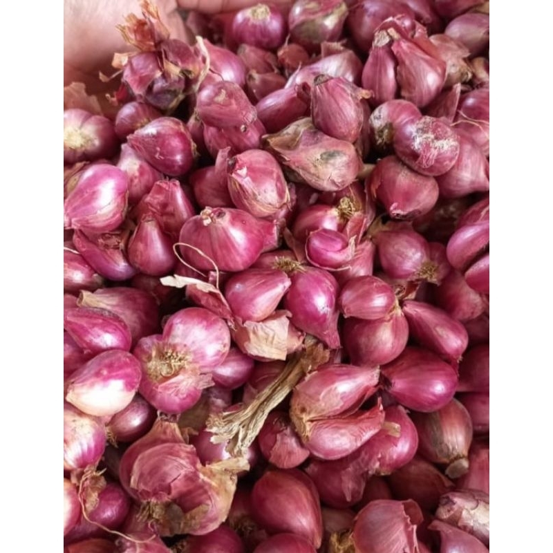 

BAWANG MERAH PROLING