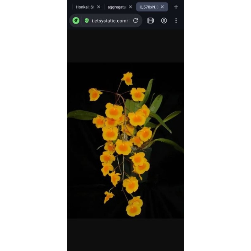 Dendrobium Agregatum