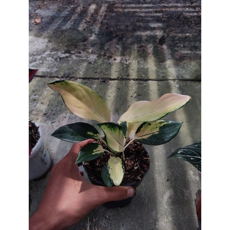 paket 3 Aglonema tanian lokal golden angel dan ayugreen, lemang