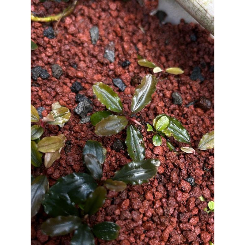 Bucephalandra Brownie Red