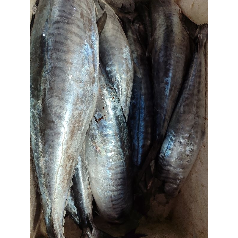 

IKAN TENGGIRI PER EKOR