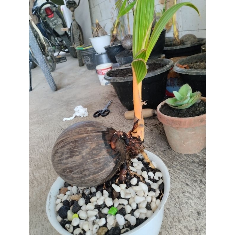 Kelapa gading,bahan bonsai