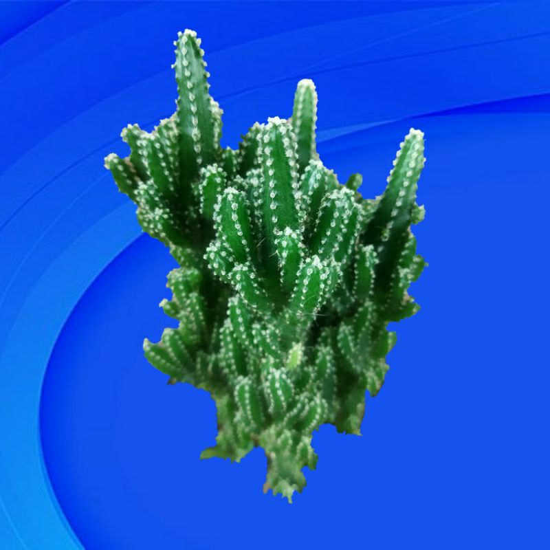 Tanaman Hias Kaktus Cereus Tetragonus