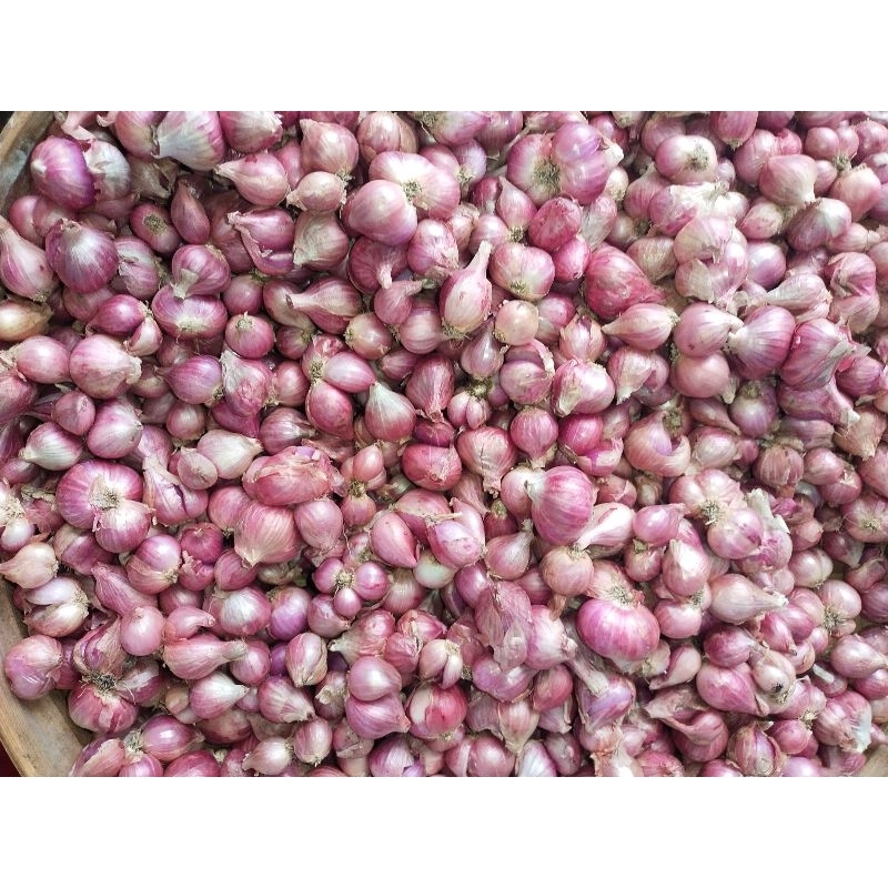 

Brambang atau bawang merah lokal super