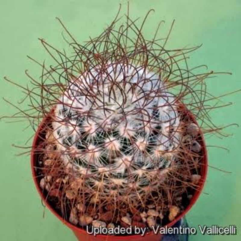 MAMILARIA LEPTACANTHA /Sukulen / Tanaman kaktus / pot kaktus / kaktus ownroot / kaktus potelan / ham