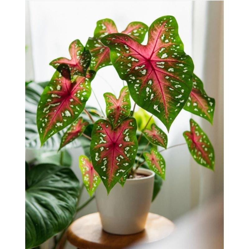 Keladi Hias Red Star Tanaman Hias Keladi Murah Merah BUKAN UMBI / Keladi Merah Bunga Hidup Tanaman H