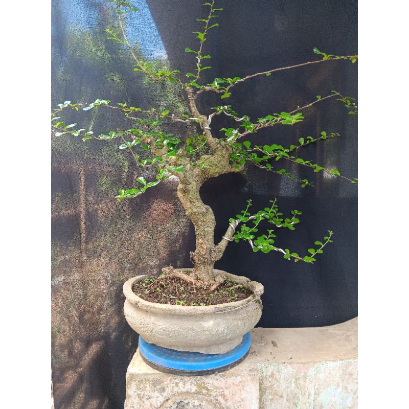 Bonsai Hokianti bunga impor