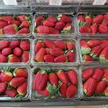 Buah Strawberry 1 Pack Plastik Mika Kecil Stoberi Stroberi Merah Segar Ciwidey Bandung