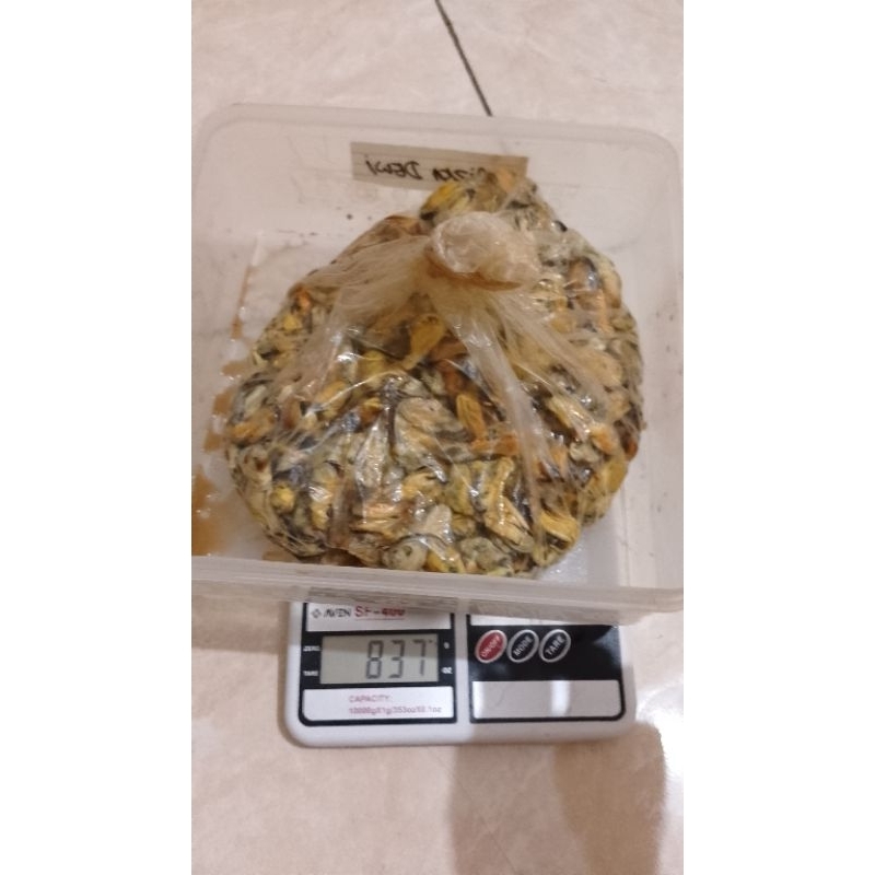

kerang hijau