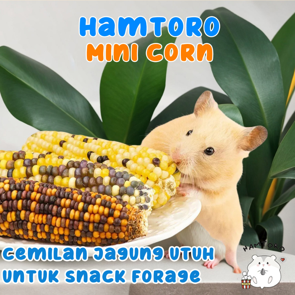 Mini Corn Snack Hamster Jagung Utuh Kering