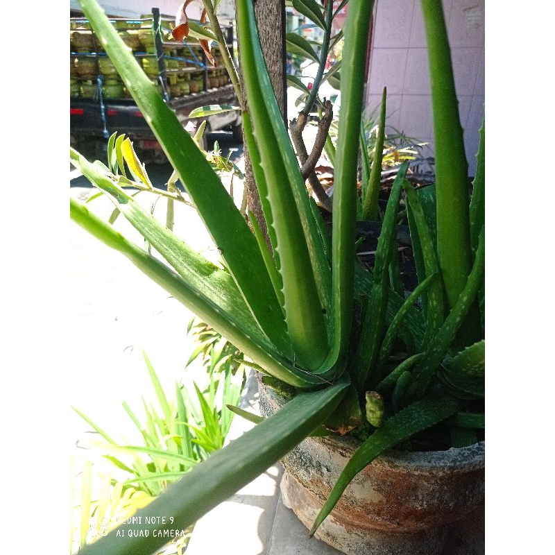 Bibit tanaman lidah buaya, Aloevera Organik