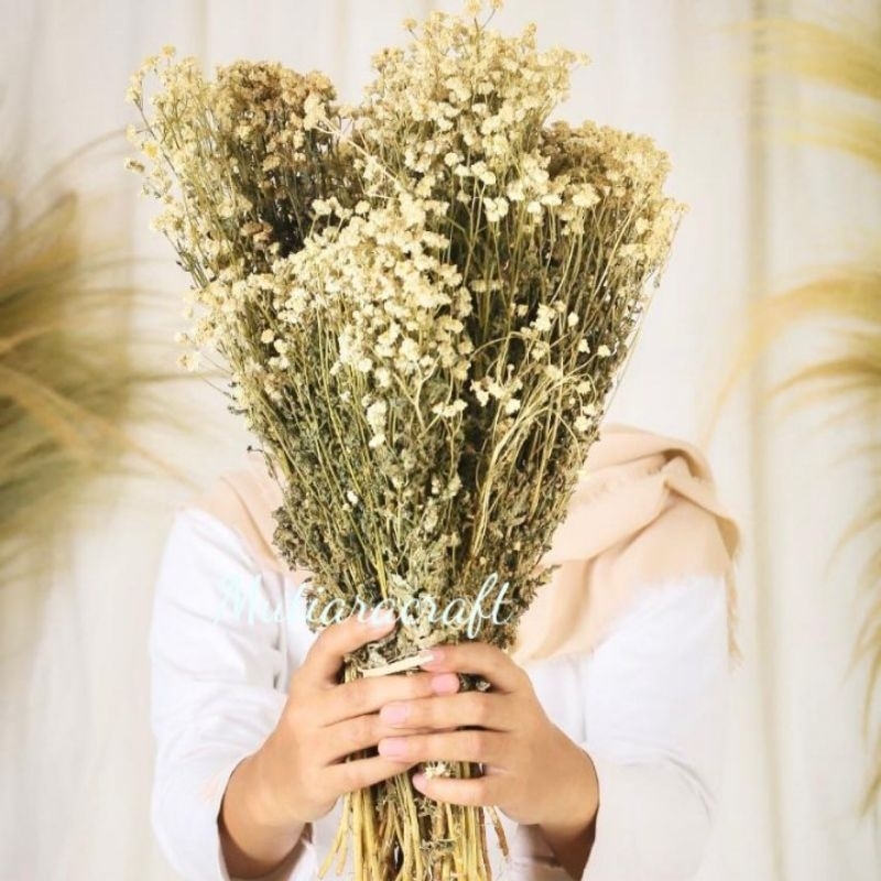 BUNGA CAMELIA  bunga mahar pampas kering dekorasi bunga kapas kering dekorasi