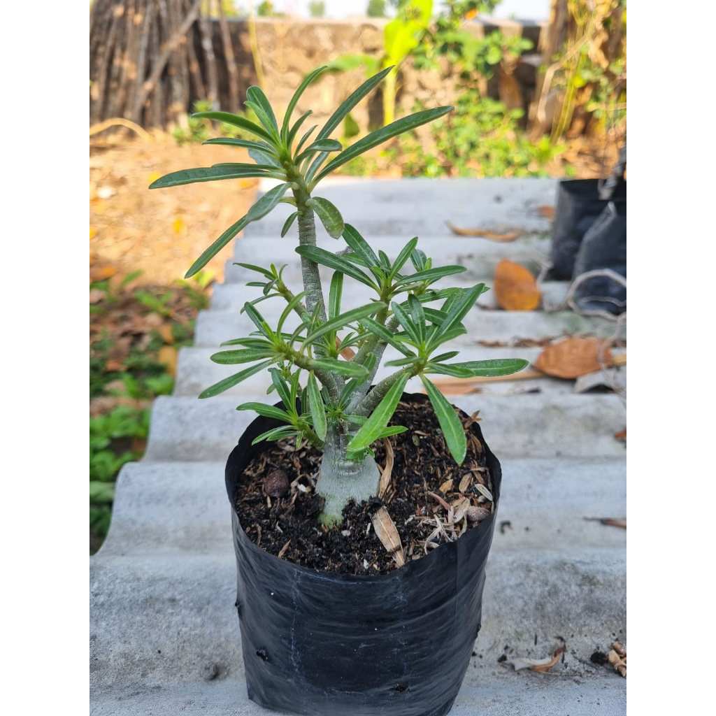 Adenium Somalense - Kamboja