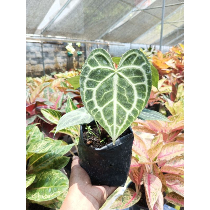 kg.clari tarantula karet