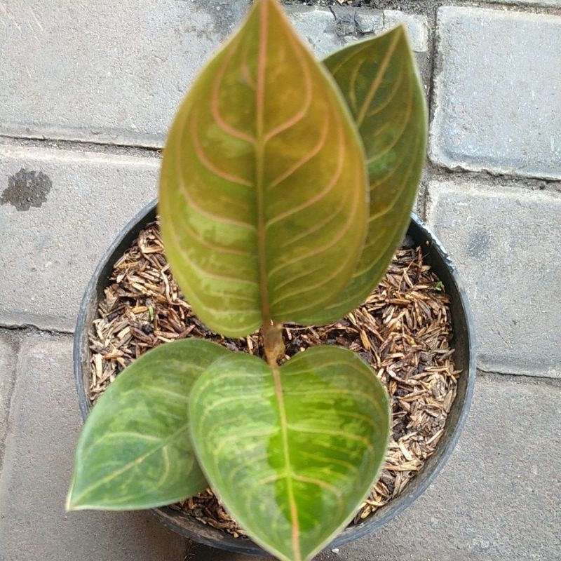 aglonema kresna black