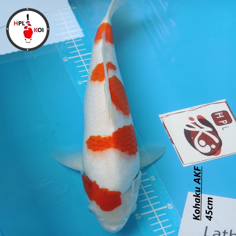 Ikan Koi Kohaku AKF SQ 45cm