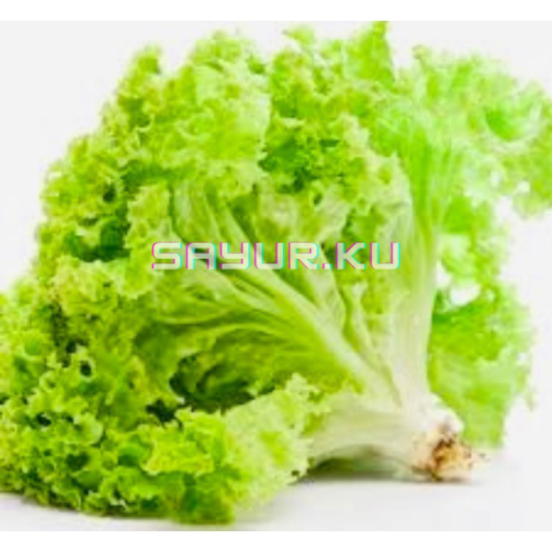 

SELADA DAUN SELADA 100g / Sayur.ku