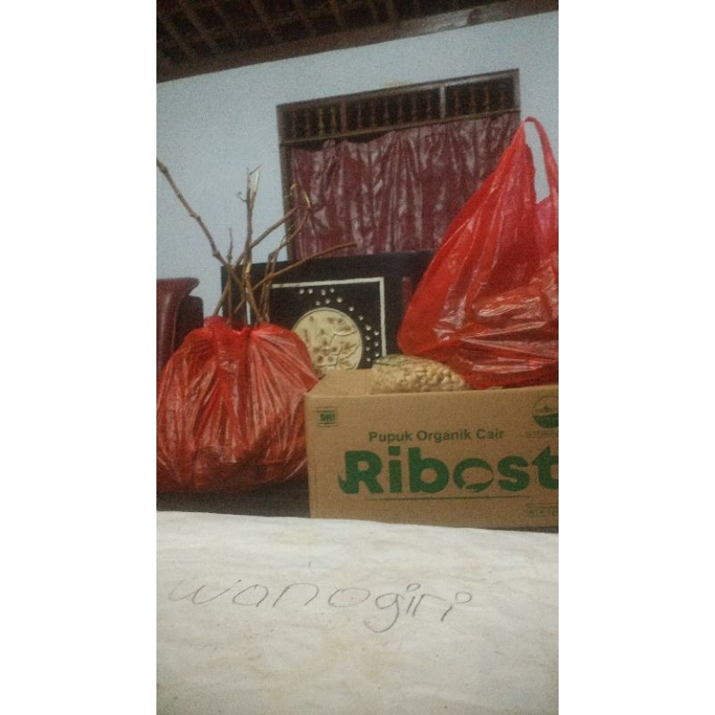 

box's kardus kemasan pete muda 20 papan