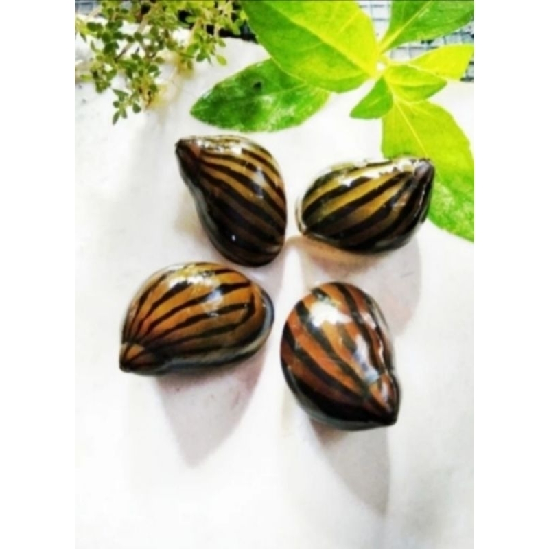 Keong turbo /pembersih akuarium/keong hias/keong Aquascape