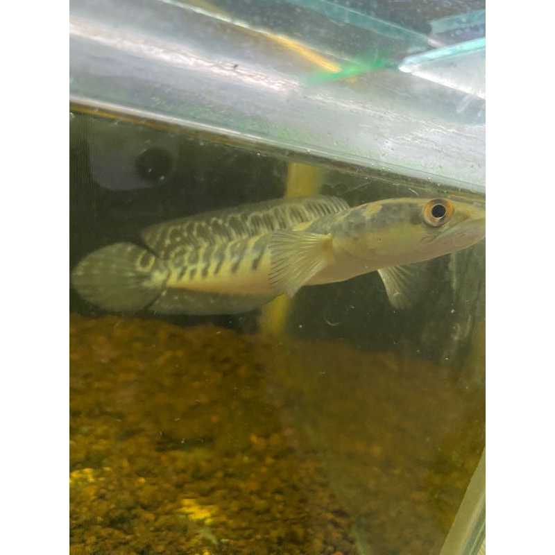 ys batik 12-14cm ombyokan