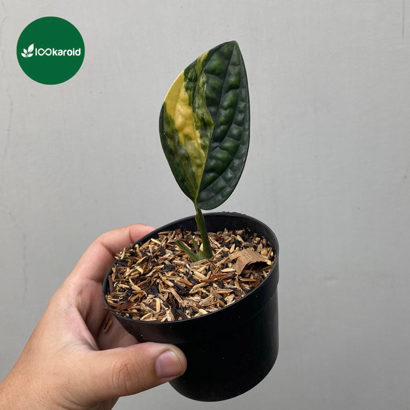 Tanaman Hias Monstera Karstenianum Varigata / Karstenianum Variegata