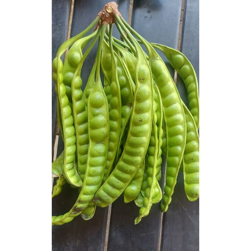 

pete baru petik fress 15 papan langsung order