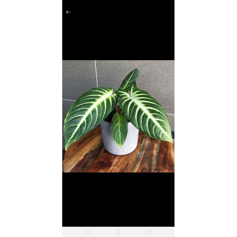 tanaman hias caladium lindenii / antasoma lindeni