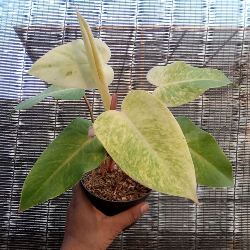 Philodendron painted lady