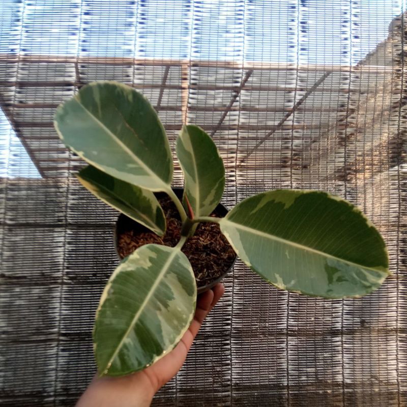 Ficus ruby variegata