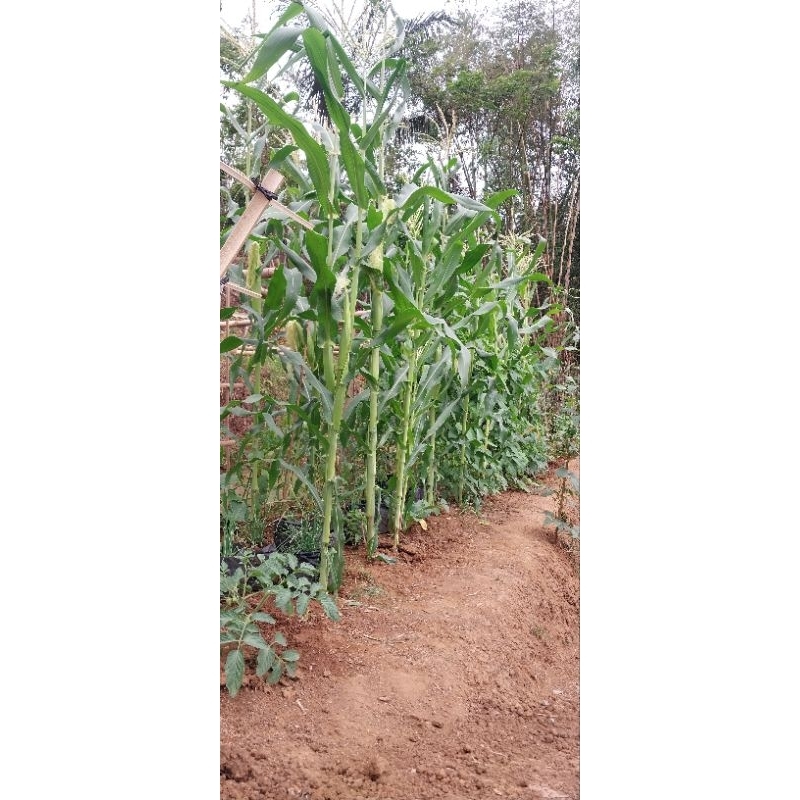 

Jagung manis beli 10kg gratis 1kg