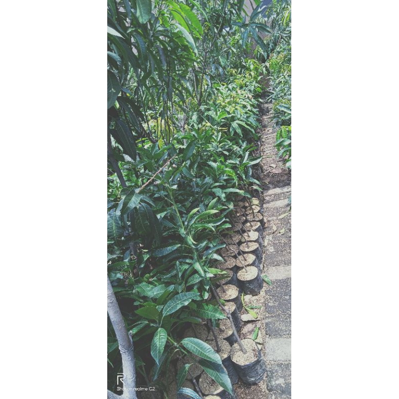 bibit tanaman buah mangga mahatir tinggi 1 meter