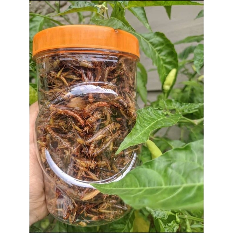 

BELALANG KECIL TOPLES SOSIS JUMBO PEDAS GURIH