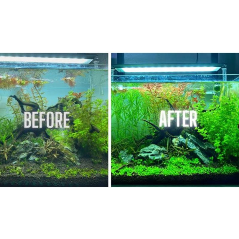 Obat Ikan RAID ALL ALGAE LUMUT 100ML