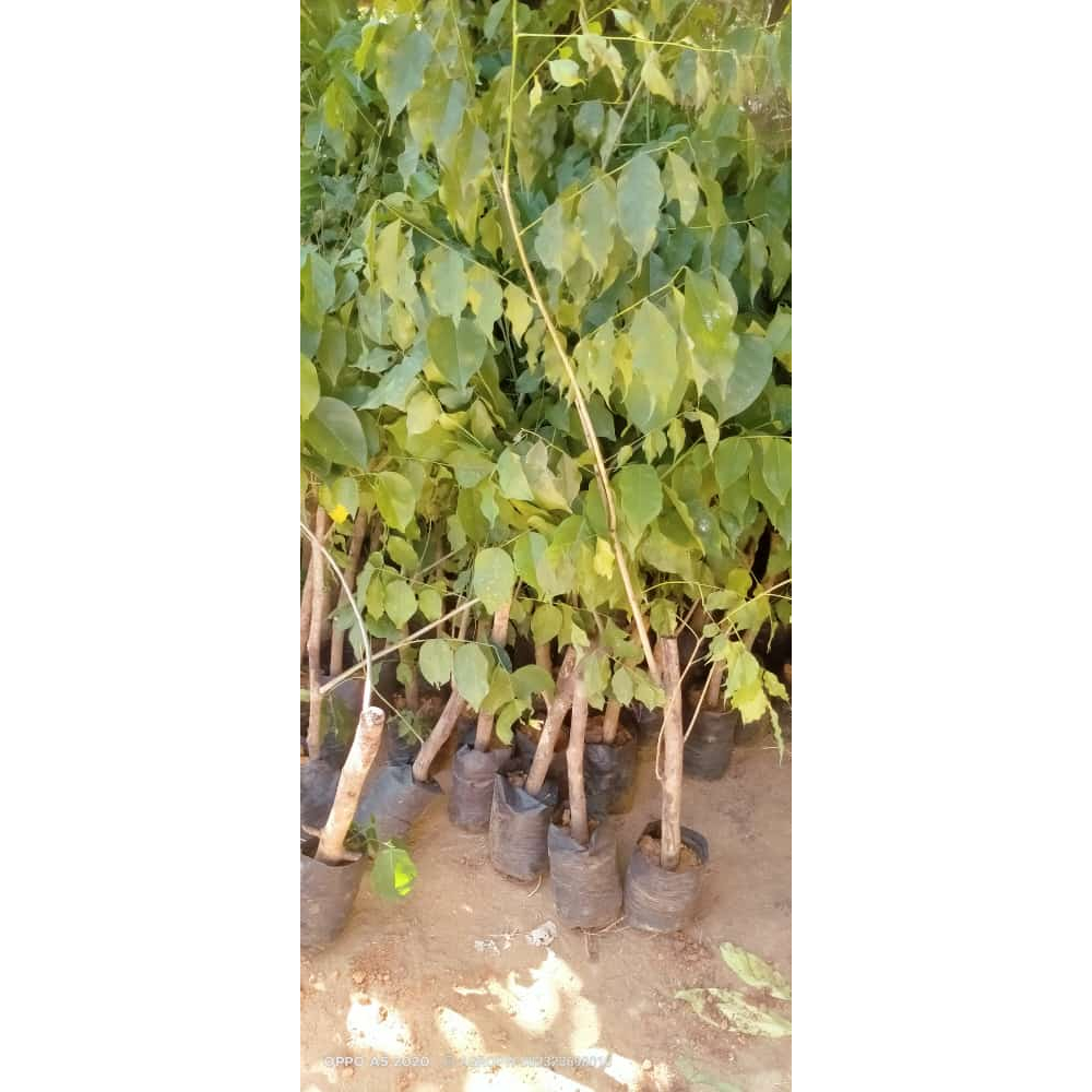 Sudah Berakar  Bibit Tanaman Kayu Angsana / Sonokembang - Tanaman Penghasil Kayu Unggulan & Berkhasi