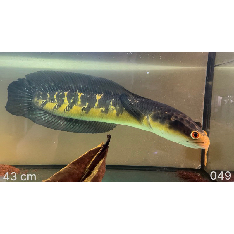 MARU RIAU JUMBO REJECTED