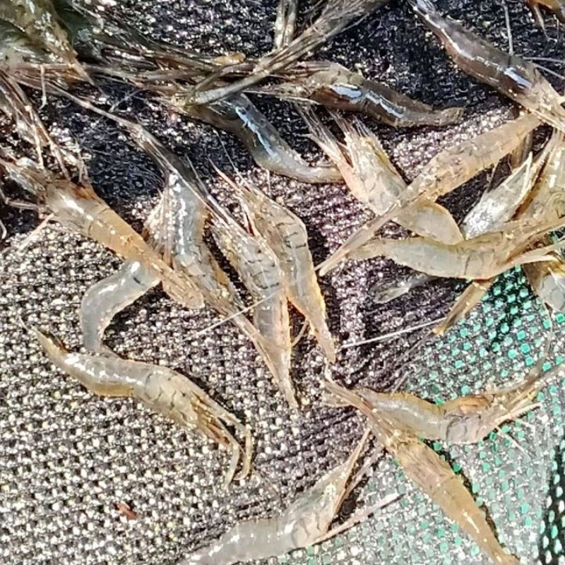 

udang sungai hidup isi 30 ekr