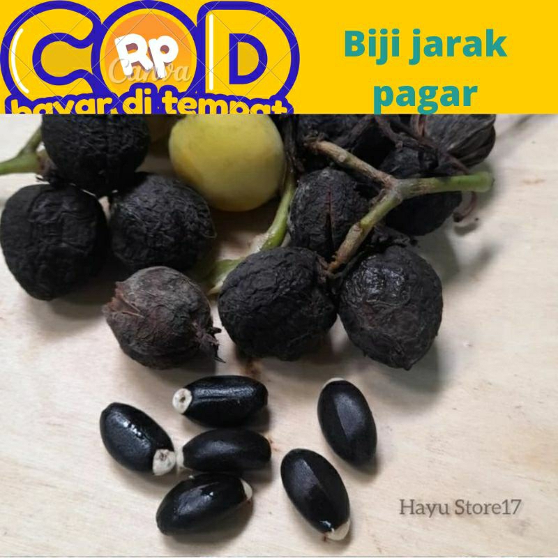 Biji jarak pagar harga persatu biji