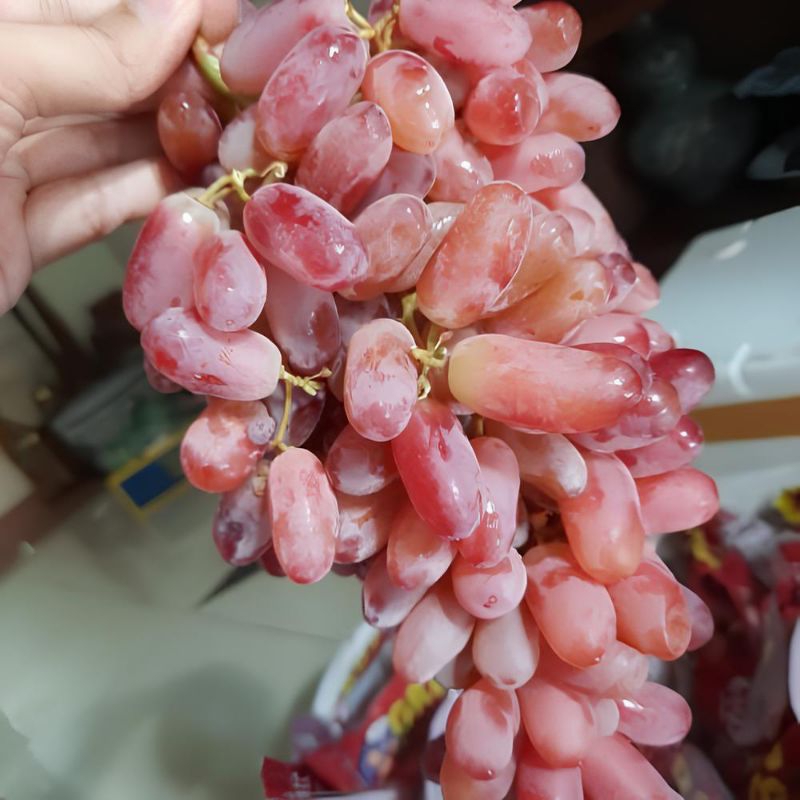

Anggur Red Crimson Seedless (tanpa biji) Premium Manis dan Kriu