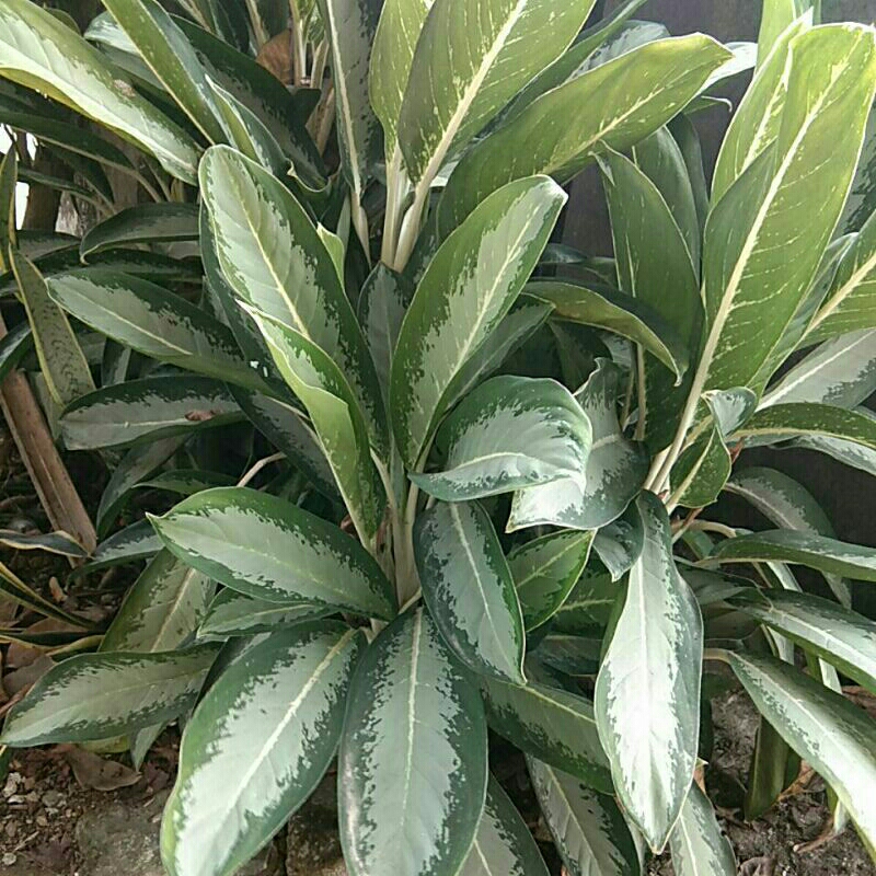 bunga aglonema diven silver indukan jumbo