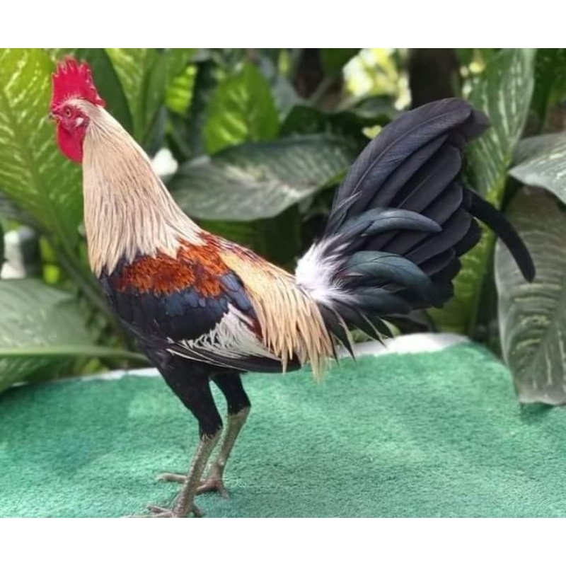 

jual telur ayam pisau ak 34 paket 4 butir