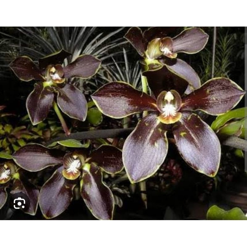 anggrek grammatophyllum martae