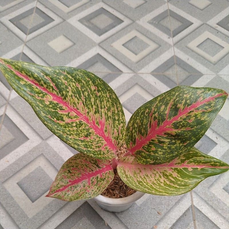 Aglaonema Hot Lady
