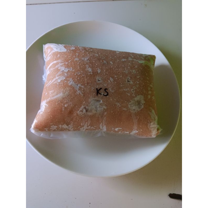 

IKAN KAKAP SUPER GILING