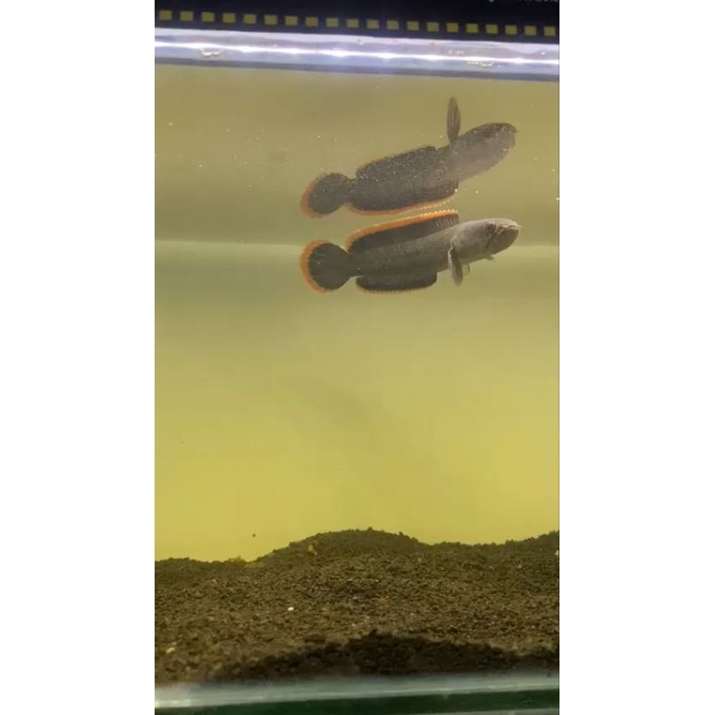 limbata cb/wc rim super tebal+++