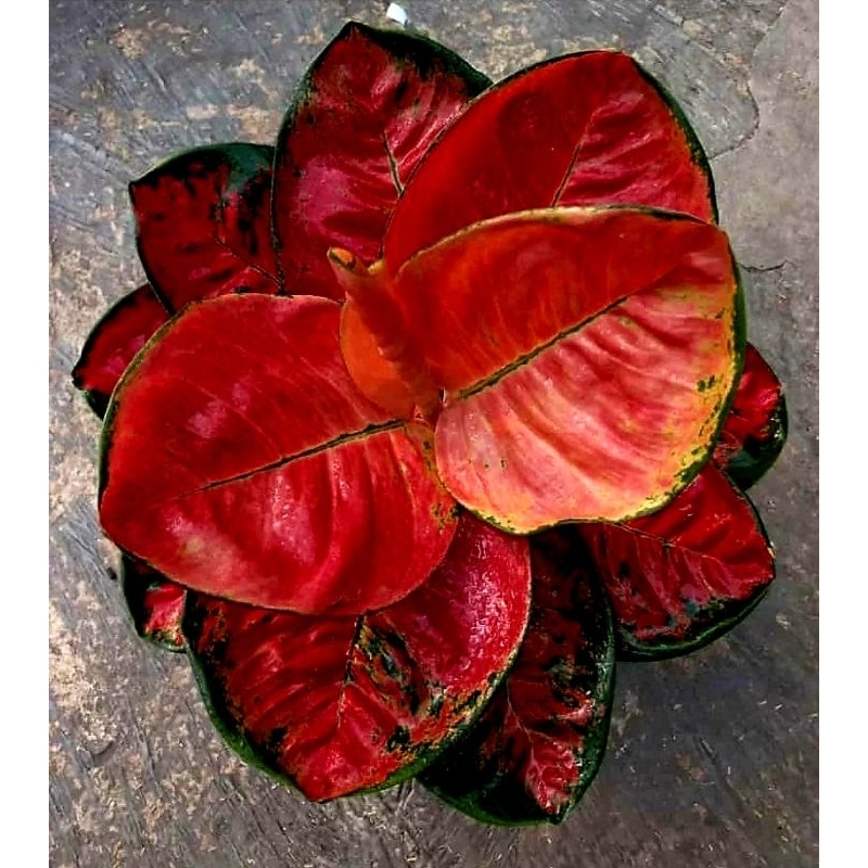Aglonema Suksom Jaipong Mangkok Culture Tanaman Hias Aglonema Aglaonema Suksom Mangkok Culture Merah
