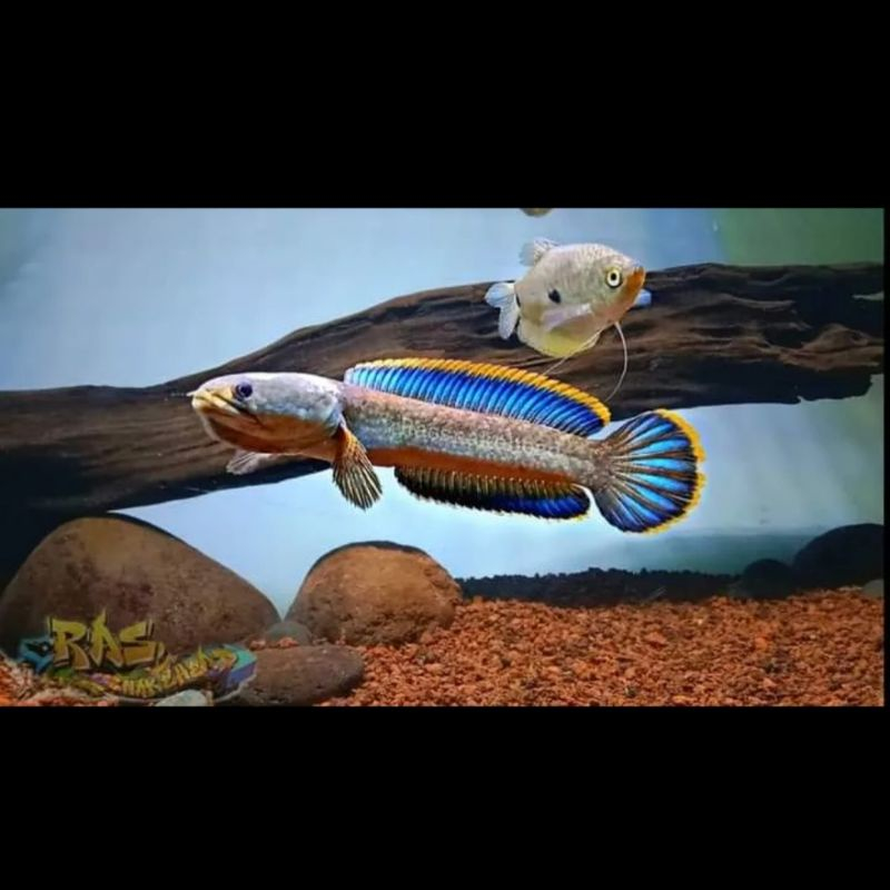 LIMBATA CB LAWU RIM TEBAL GRADE A++ SIZE 4 5 6 CM