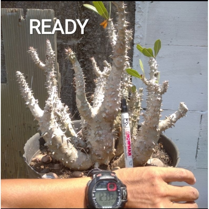 Pachypodium Horombense