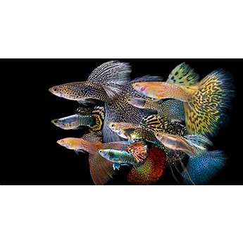 ikan hias guppy prt / cobra 5 ekor jantan