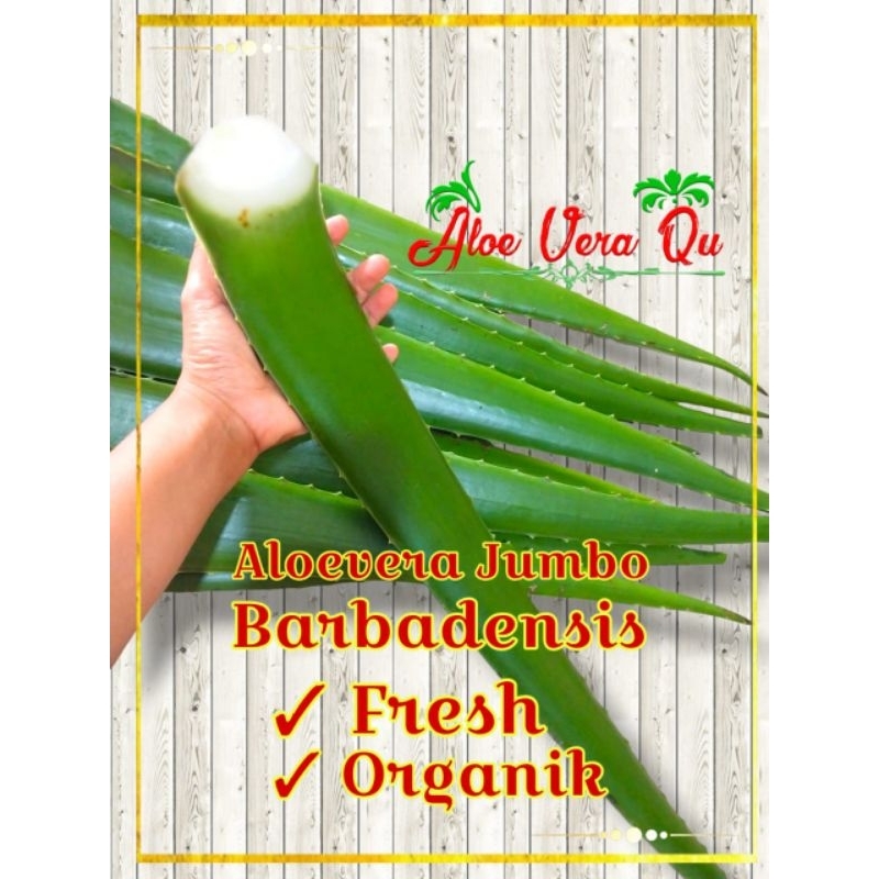 

PELEPAH LIDAH BUAYA BARBADENSIS JUMBO ORGANIK (500g)